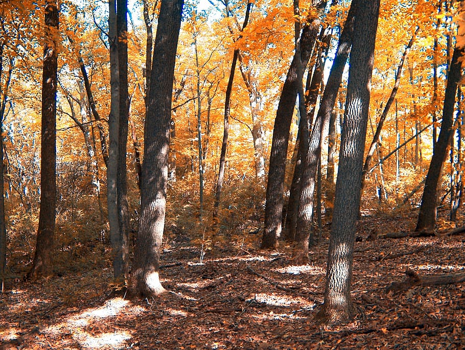 autumn, woods, trees, forest, orange, leaves, fall, land, plant HD wallpaper