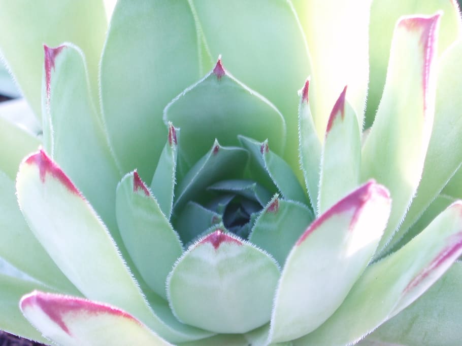flower, cactus, spring, plant, growth, succulent plant, beauty in nature HD wallpaper