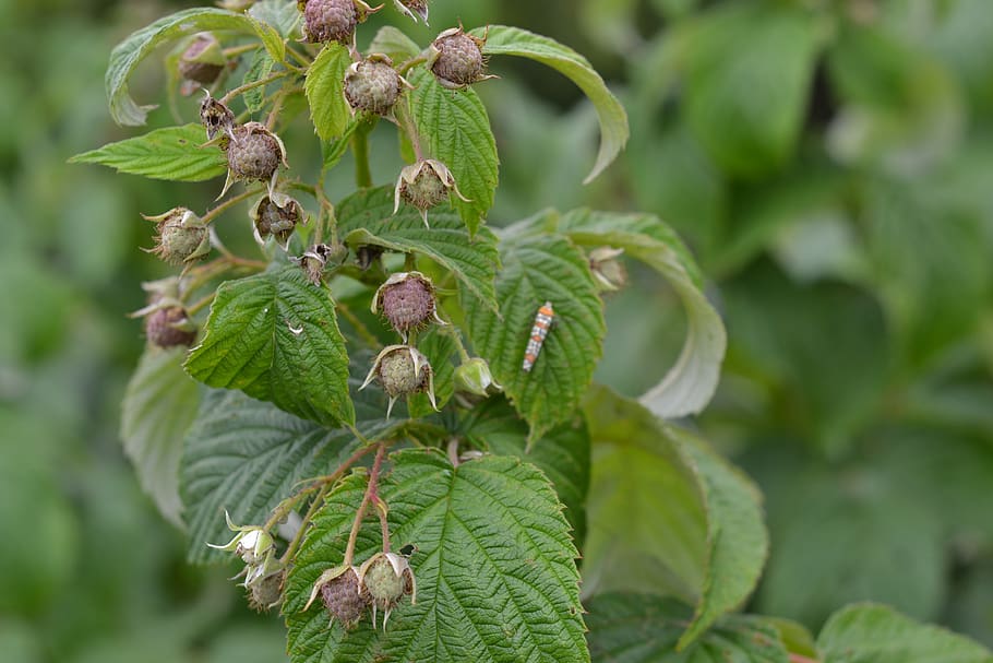 plant, raspberry, buds, growth, green color, leaf, plant part HD wallpaper