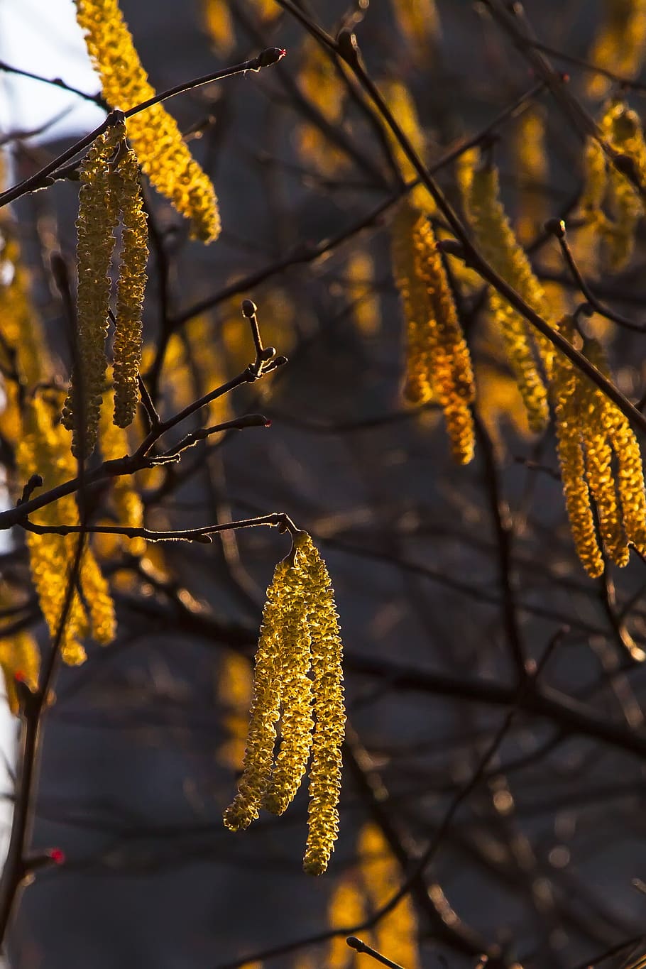 plant, tree, blossom, bloom, backlighting, beauty in nature HD wallpaper