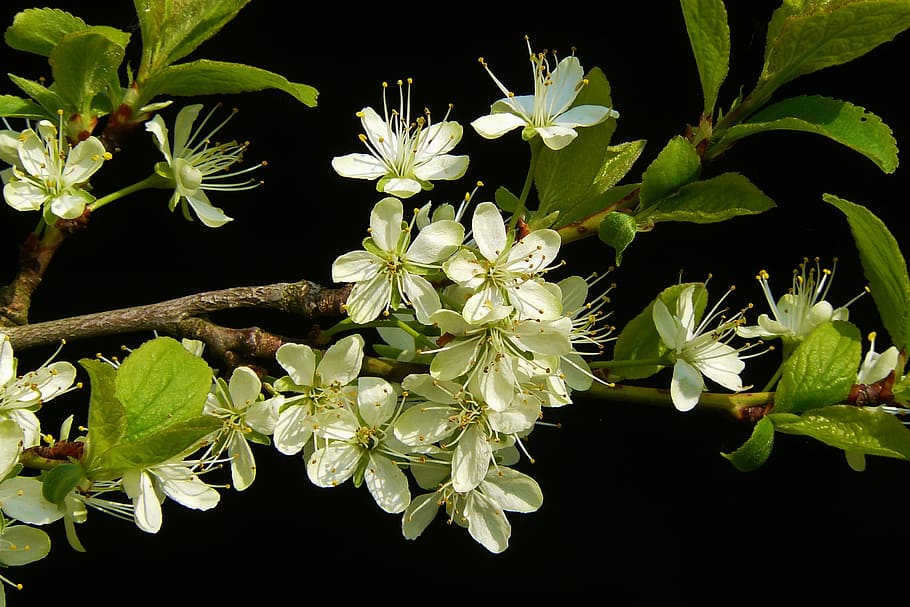white flowers in macro lens photography, Twig, Blossom, Bloom HD wallpaper