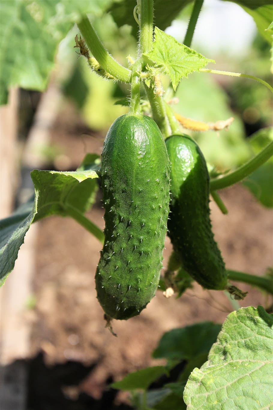 cucumbers, green, vegetables, harvest, dacha, food, green color HD wallpaper