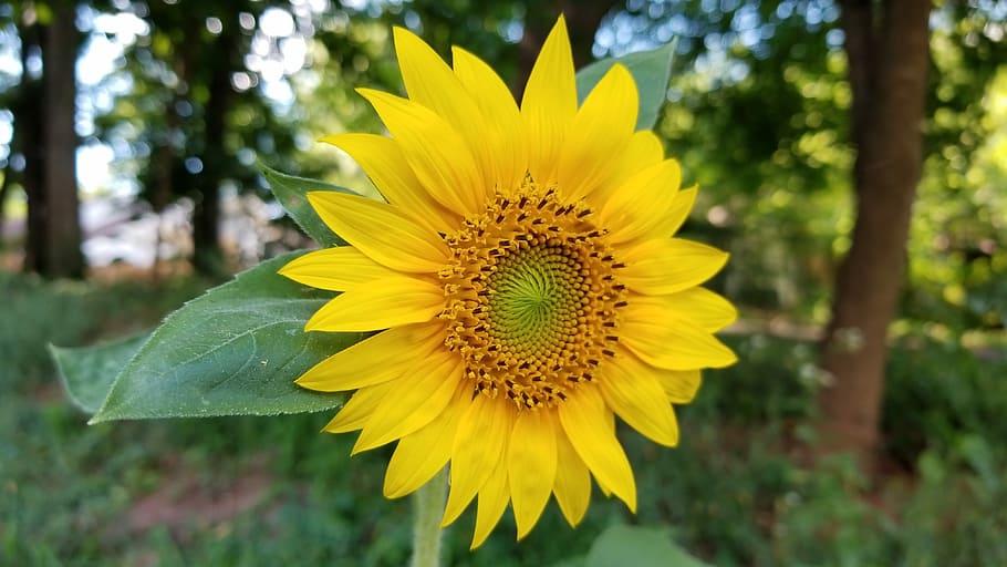 flower, sunflower, green, leaf, light, nature, petal, plant HD wallpaper