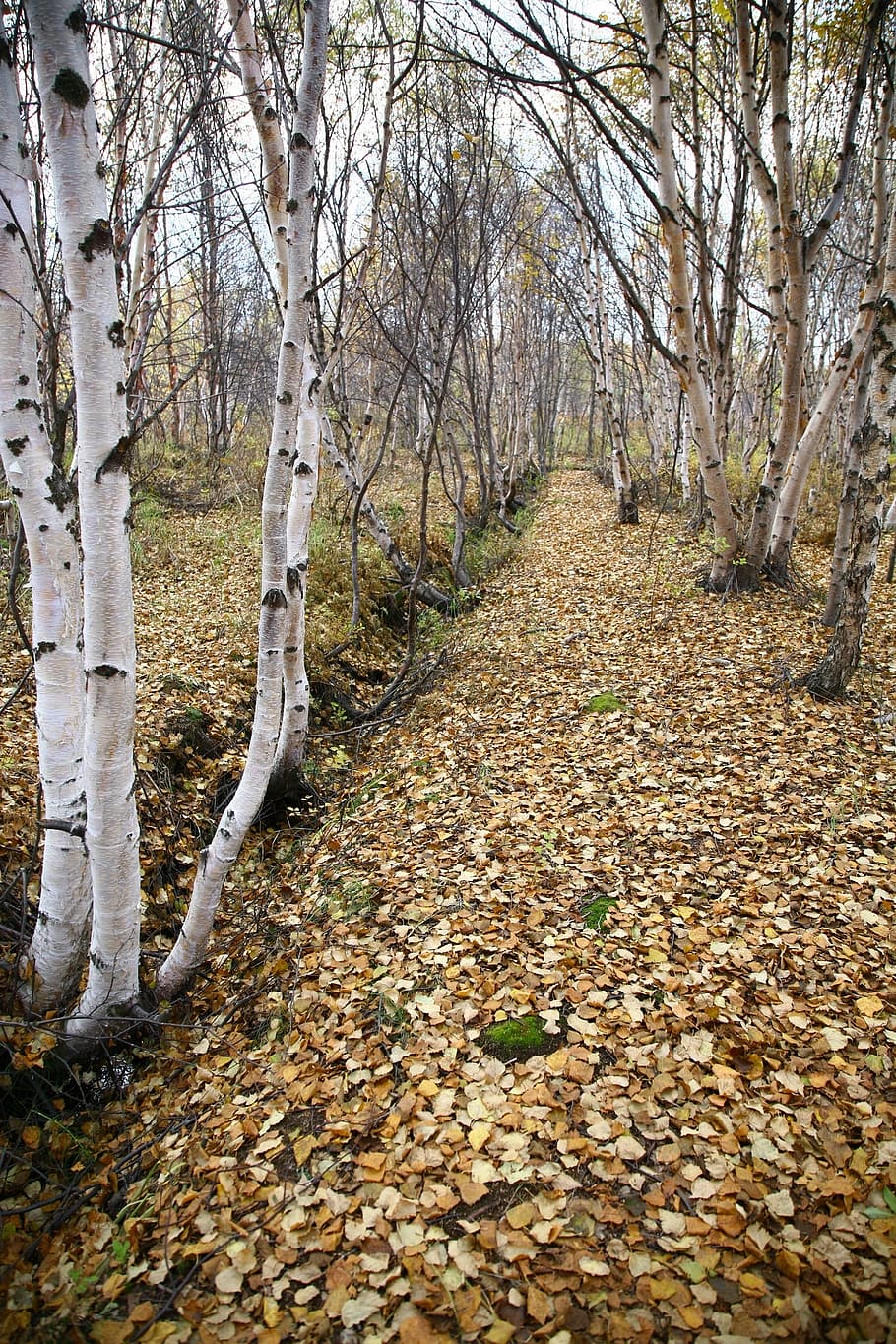 autumn, forest, road, trees, birch, listopad, foliage, autumn forest HD wallpaper