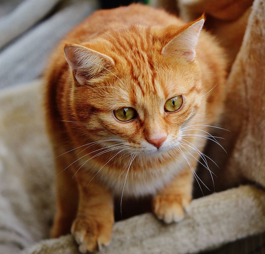 cat, red, cute, mackerel, tiger, sweet, cuddly, animal, domestic cat HD wallpaper