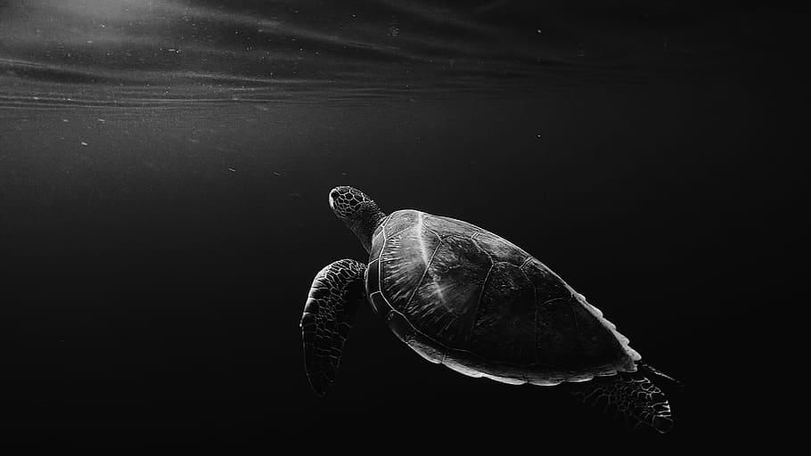 silhouette of sea turtle underwater, grayscale of turtle swimming in water