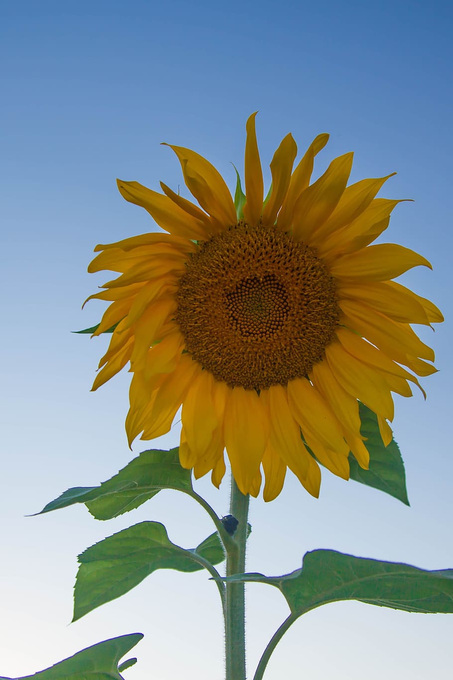 Sunflower, Nature, summer, living nature, yellow, agriculture