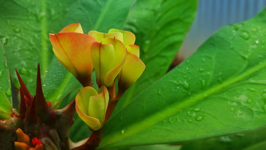 flower, cactus, flowering plant, leaf, plant part, freshness HD wallpaper