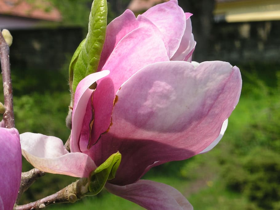 magnolia, spring, flowers, flowering plant, pink color, vulnerability HD wallpaper