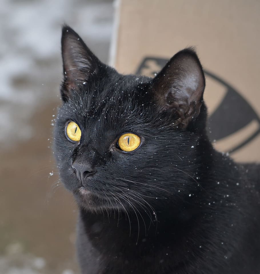 focused-photo of black cat, snow, close up, macro, beautiful HD wallpaper