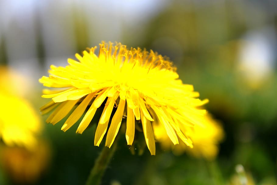 dandelion, macro, blossom, bloom, flowers, plant, roadside HD wallpaper