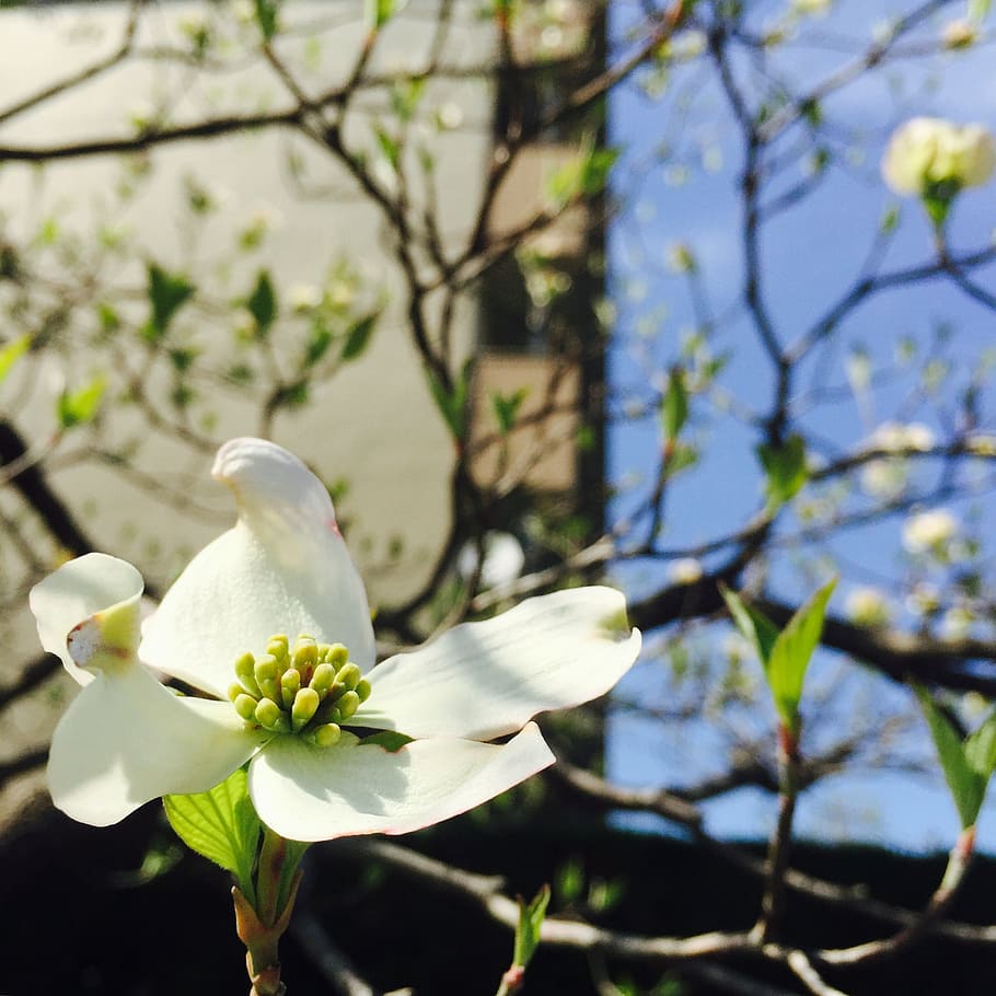 spring, flowers, nature, plant, flowering plant, white color HD wallpaper