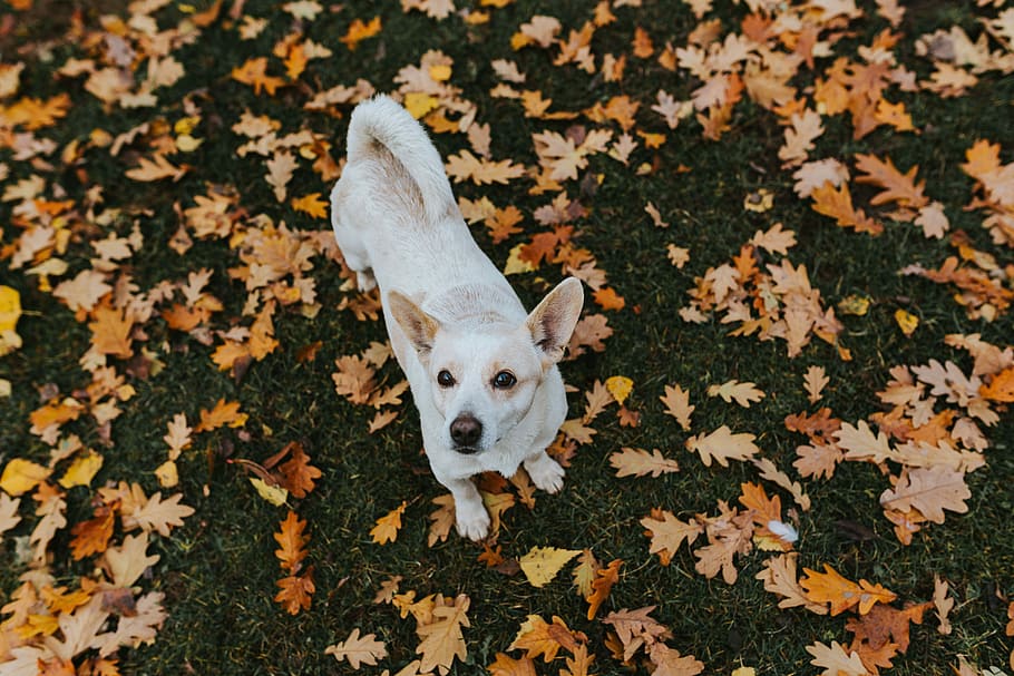 Autumn walk with dogs, leaf, leaves, animal, pets, cute, mammal, HD wallpaper
