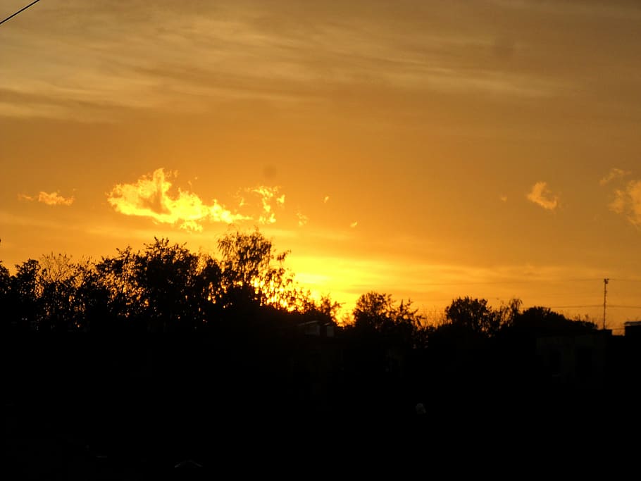 sunset night, city, tree, sky, silhouette, plant, beauty in nature HD wallpaper
