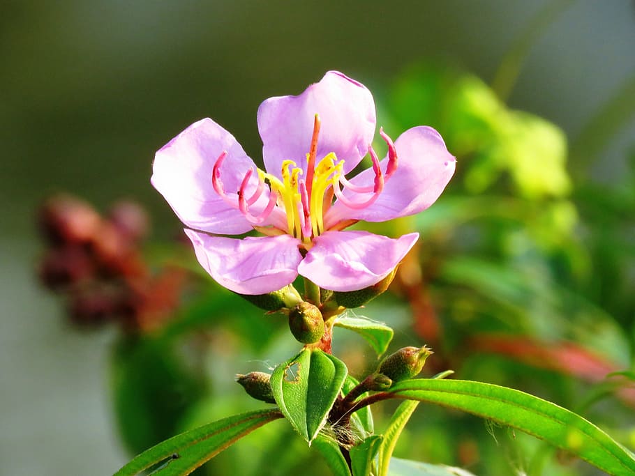close up, macro, flower, flowering plant, beauty in nature HD wallpaper
