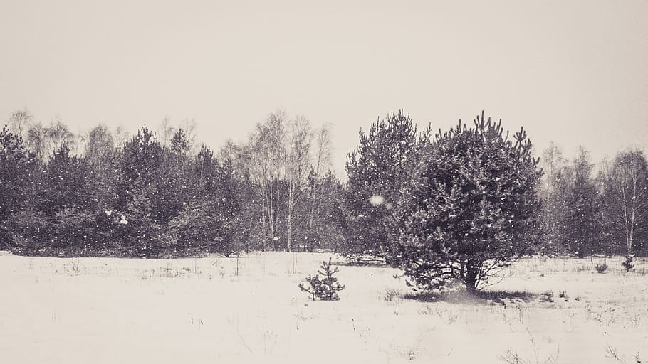Forest, Winter, Pine, Tree, Snow, White, black and white picture HD wallpaper