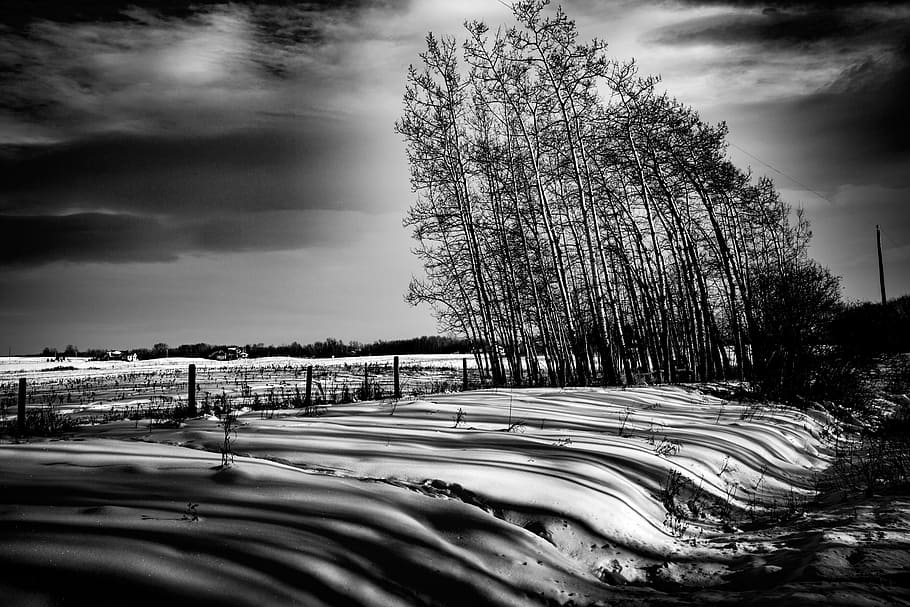 trees, blown, bending, wind, wind-blown, outdoor, flexible HD wallpaper
