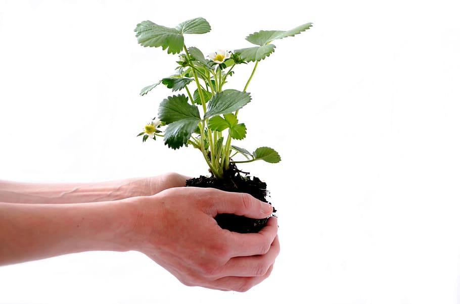 person holding green leaf plant, green plants, isolated, human