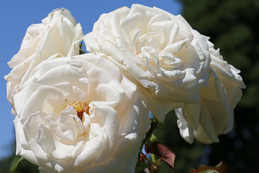 roses, romantic, nature, macro, flowering plant, white color HD wallpaper