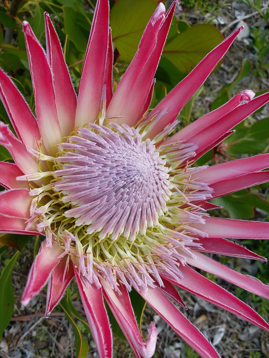 king protea, pistil, flower, flowering plant, growth, beauty in nature, HD wallpaper