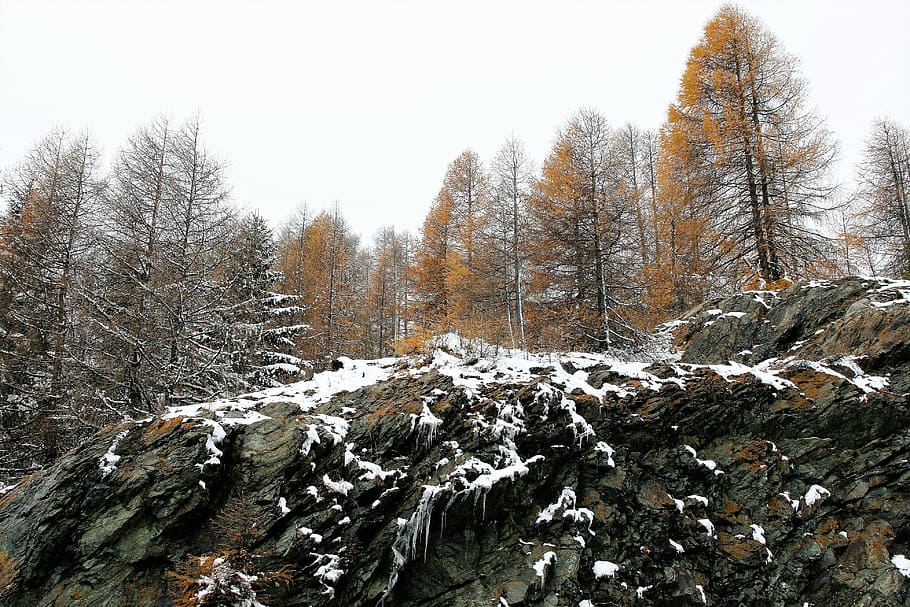 worms eye view of trees, forest, larch, rocks, winter, the height of the HD wallpaper