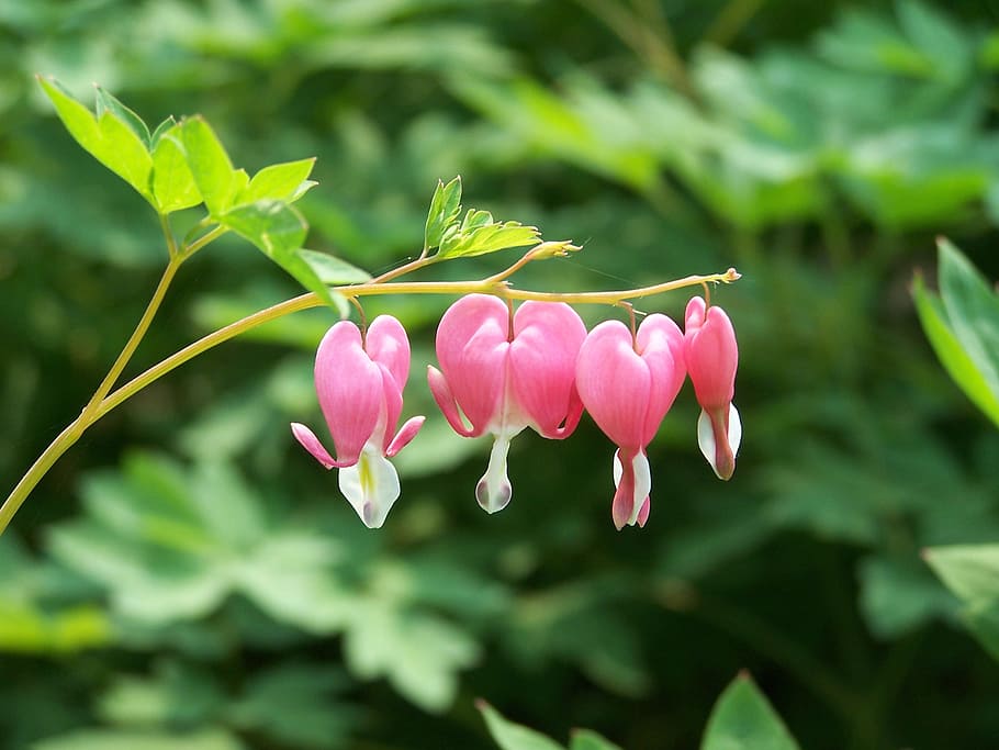 pink bleeding-heart flower in selective focus photography, bleeding hearts