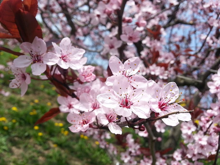 Blossom, Spring, Full Bloom, spring blossoms, flowering trees HD wallpaper