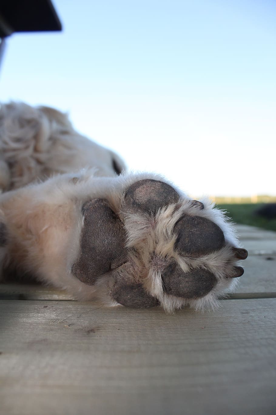 Golden retriever hotsell paw pads