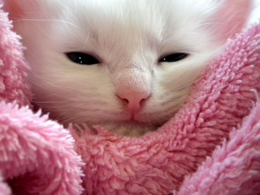 white kitten on pink textile, cat, fluffy cat, cute, animals, HD wallpaper