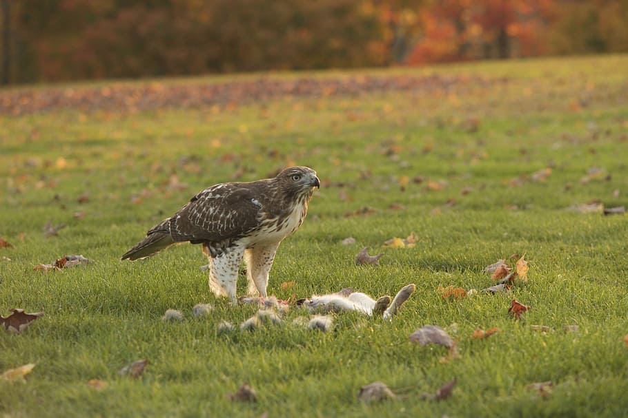 eagle, kill, bird, prey, beak, nature, predator, animal, wildlife HD wallpaper