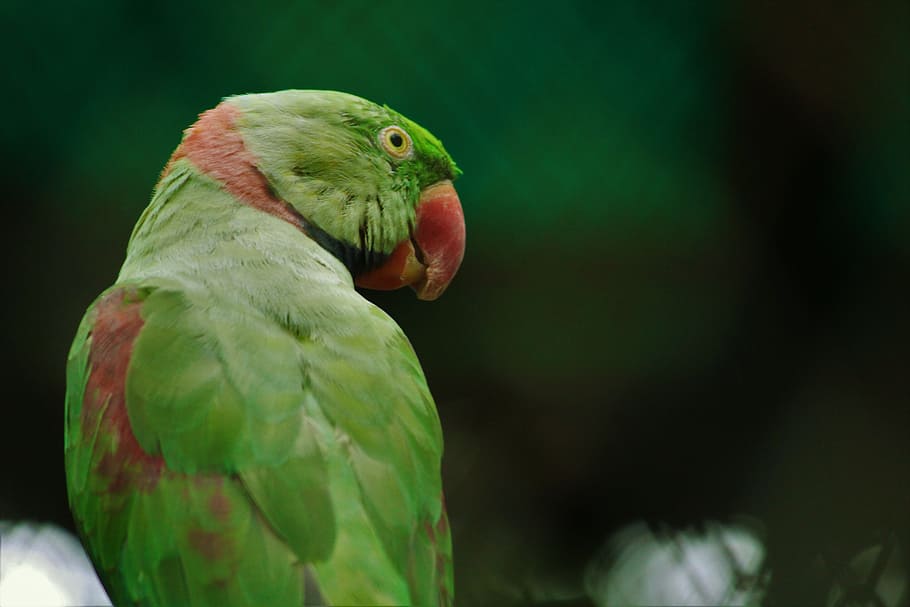 rose-ringed parakeet, green, psittacula krameri, bird, parrot, HD wallpaper