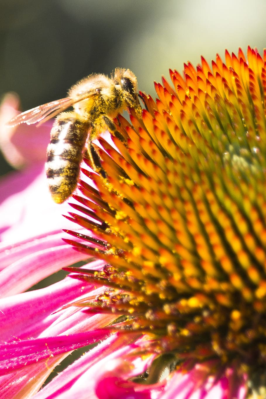 nature, bee, macro, flower, flowering plant, fragility, flower head HD wallpaper