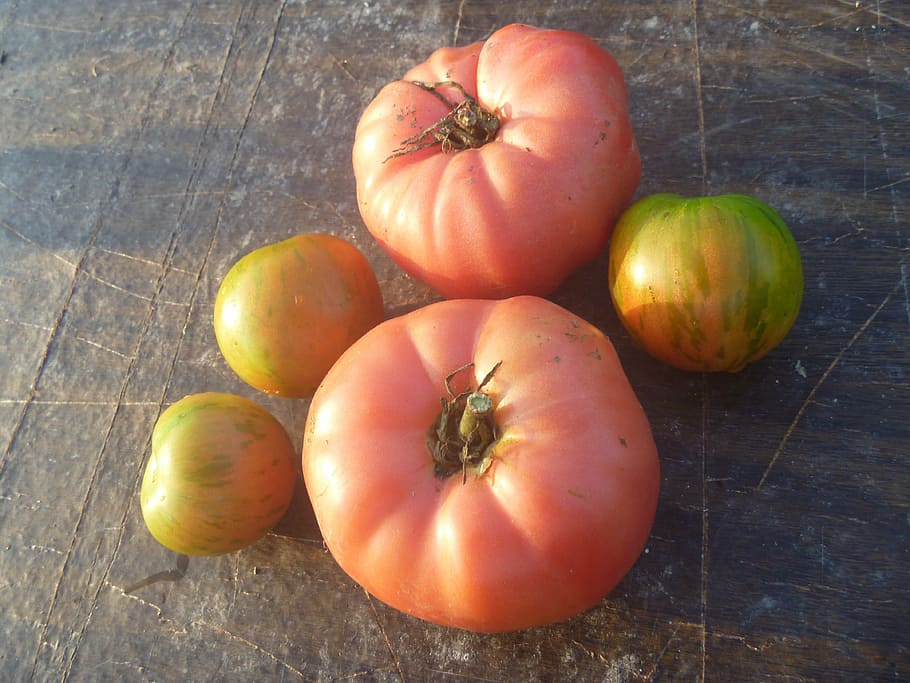 tomato, brandywine, tomatoes, heirloom, food, vegetable, food and drink HD wallpaper