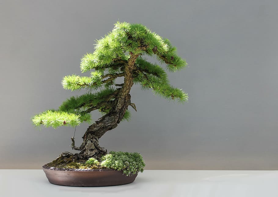 100 Bonsai Pictures  Download Free Images on Unsplash