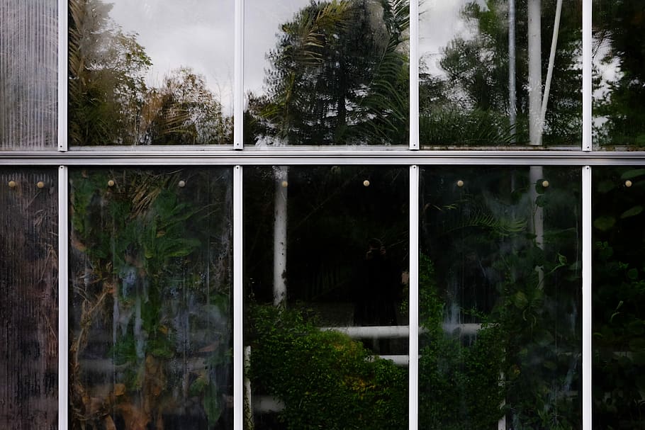assorted trees collage, closeup photo of glass window, garden HD wallpaper