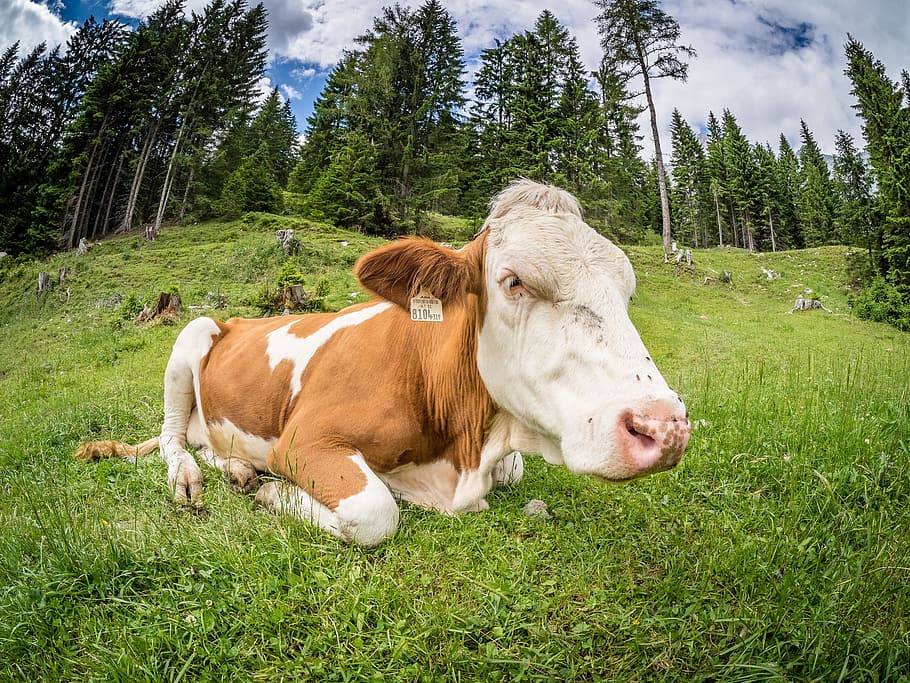 cow, pasture, beef, cows, livestock, alm, animal, sun, mammal HD wallpaper