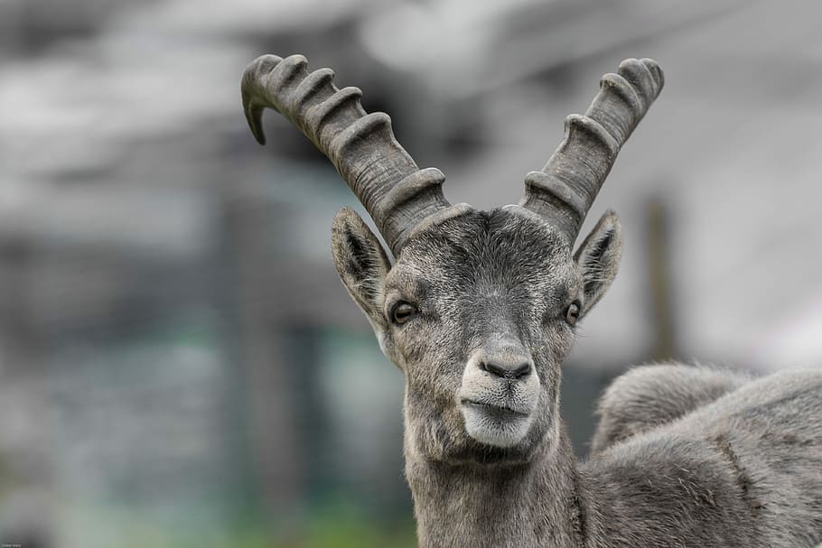 Capricorn, Young Animal, Horns, Alpine, alpine ibex, mammal