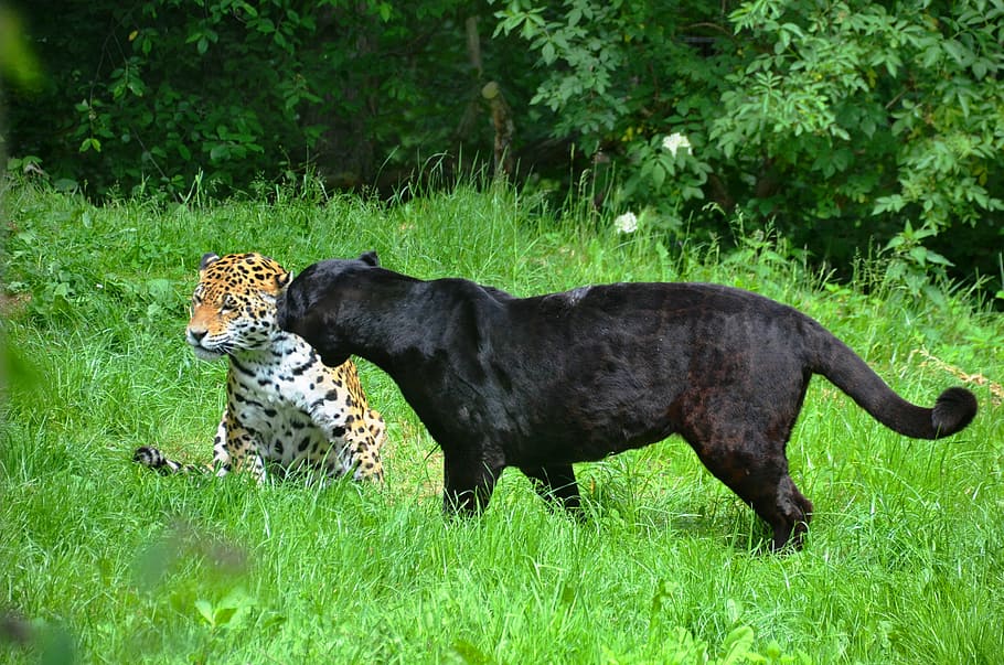 panter, leopard, black, spotted, animals, undomesticated Cat HD wallpaper
