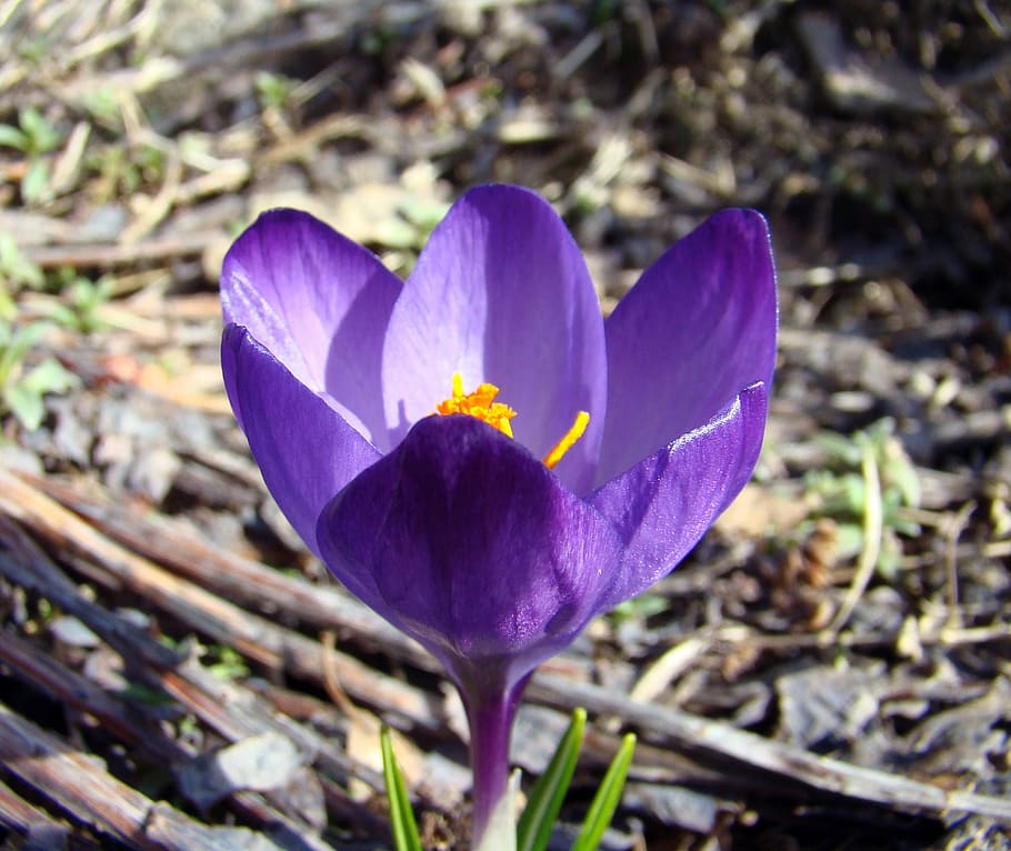 flower, crocus, spring, garden, purple, flowers, plant, our characters HD wallpaper