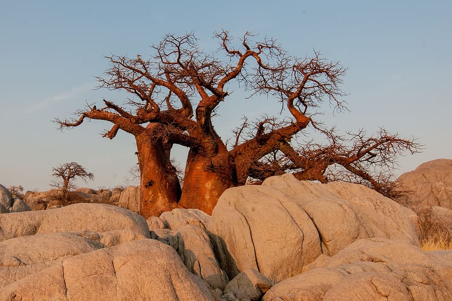 brown withered tree on ground, Botswana, Baobab, Sunrise, desert HD wallpaper