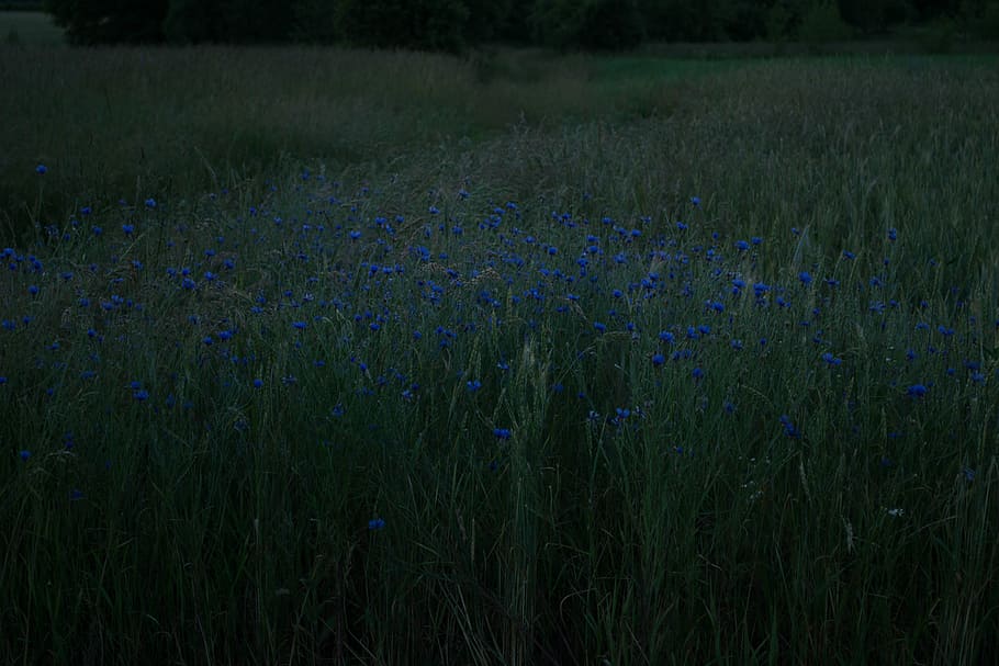 green grass field, blue flowers, dark, night, growth, plant, flowering plant HD wallpaper