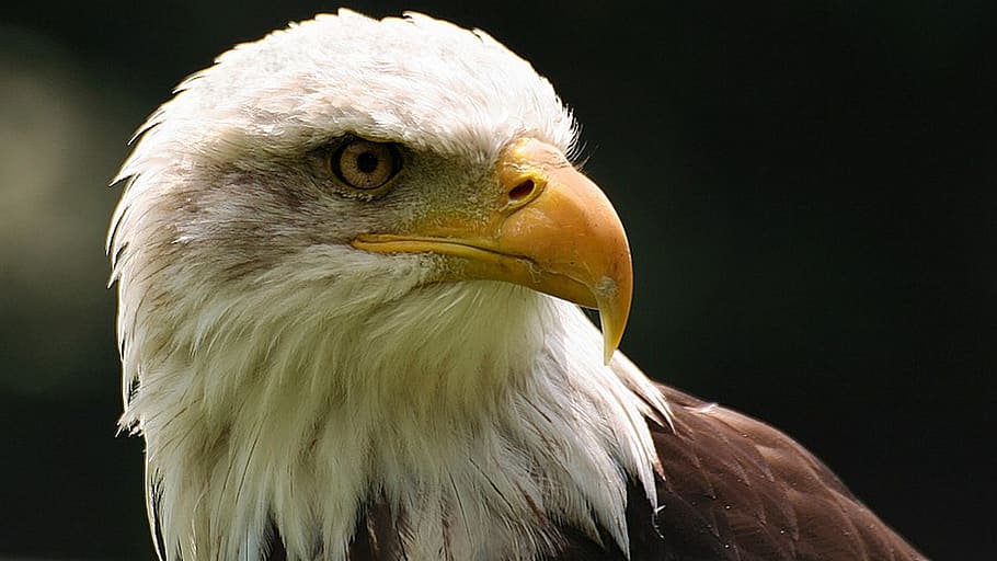 eagle, bird, portrait, animal, animal themes, vertebrate, bird of prey HD wallpaper