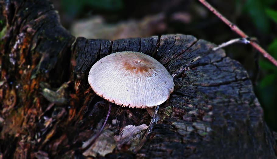 trunk, tree, mushroom, forest, nature, the bark, fungus, plant HD wallpaper