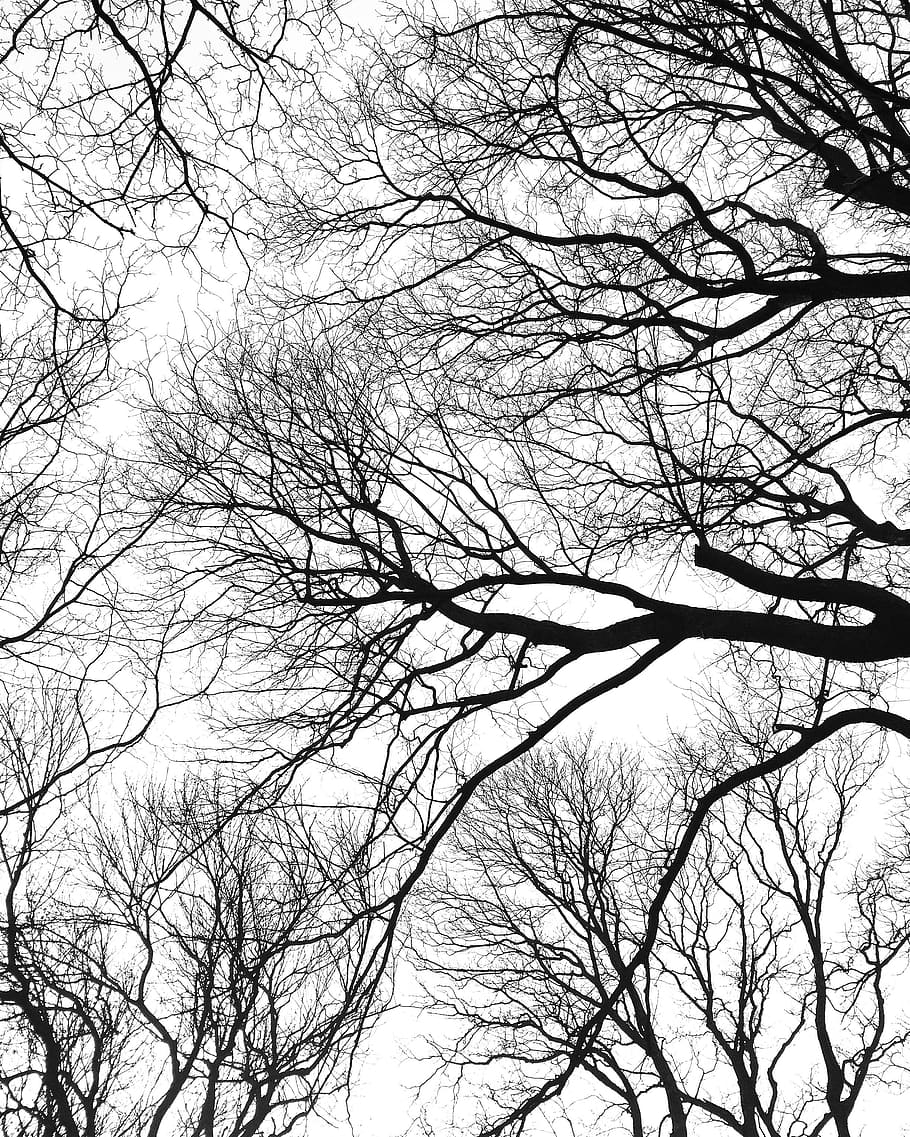 bare trees under cloudy sky, wood, natural, view, forest, branches HD wallpaper