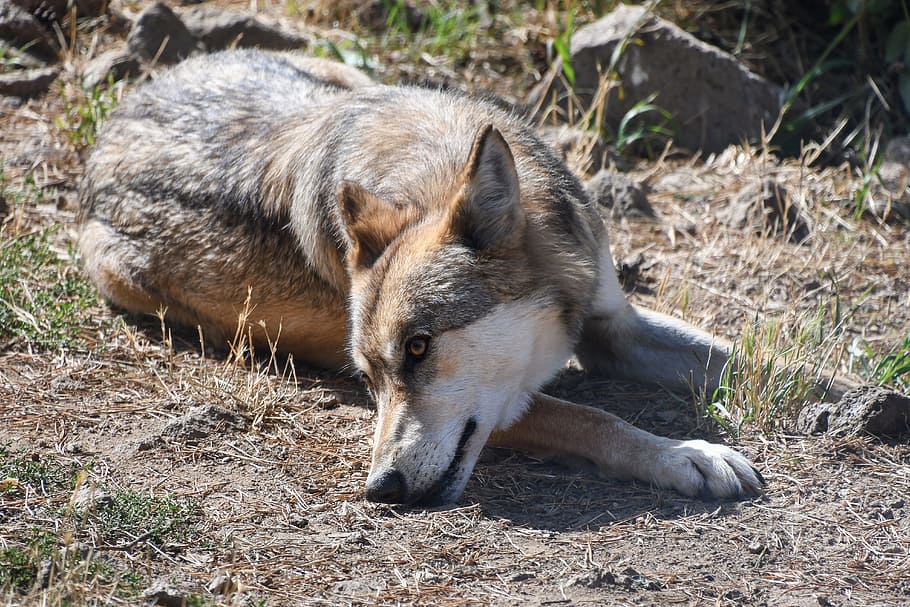 wolf, predator, wild animal, lying, one animal, animal themes HD wallpaper