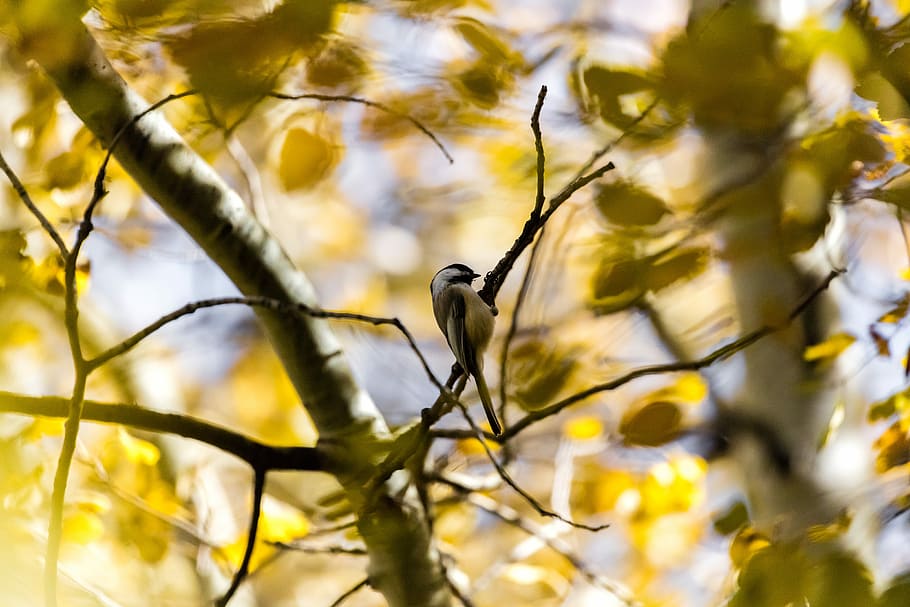 brown bird perching on tree, grey and white bird on trees, leaf HD wallpaper