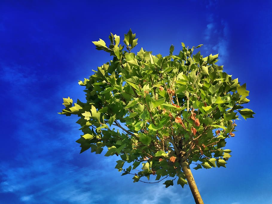 green leafed tree under blue sky photography, maple, leaves HD wallpaper