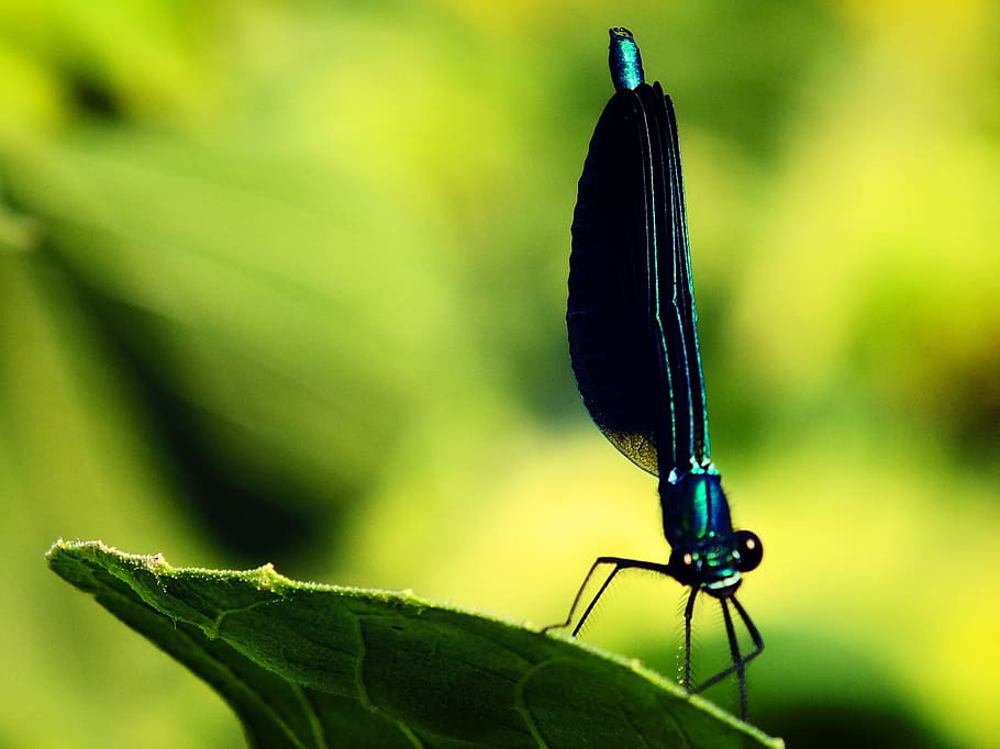 Dragonfly, Bug, Nature, Macro, green, sheet, animals, eyelets HD wallpaper
