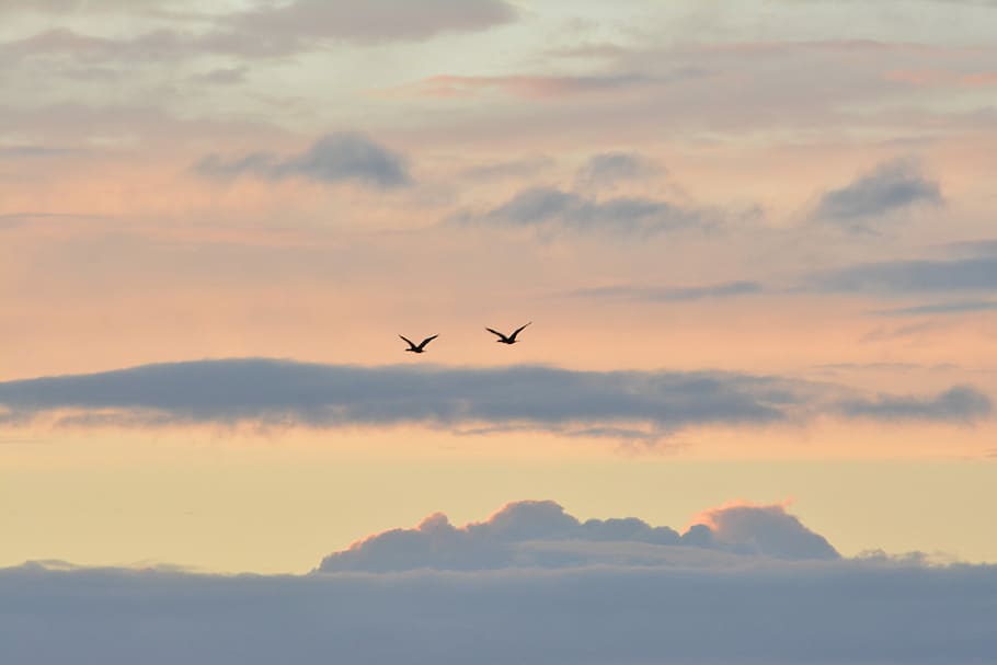 two birds flying on sky at daytime, two birds flying in sky, cloud HD wallpaper