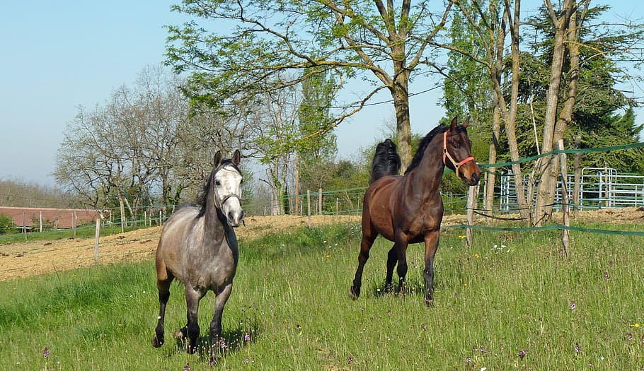 two white and brown horses on grass field, Pure, Arab, Blood